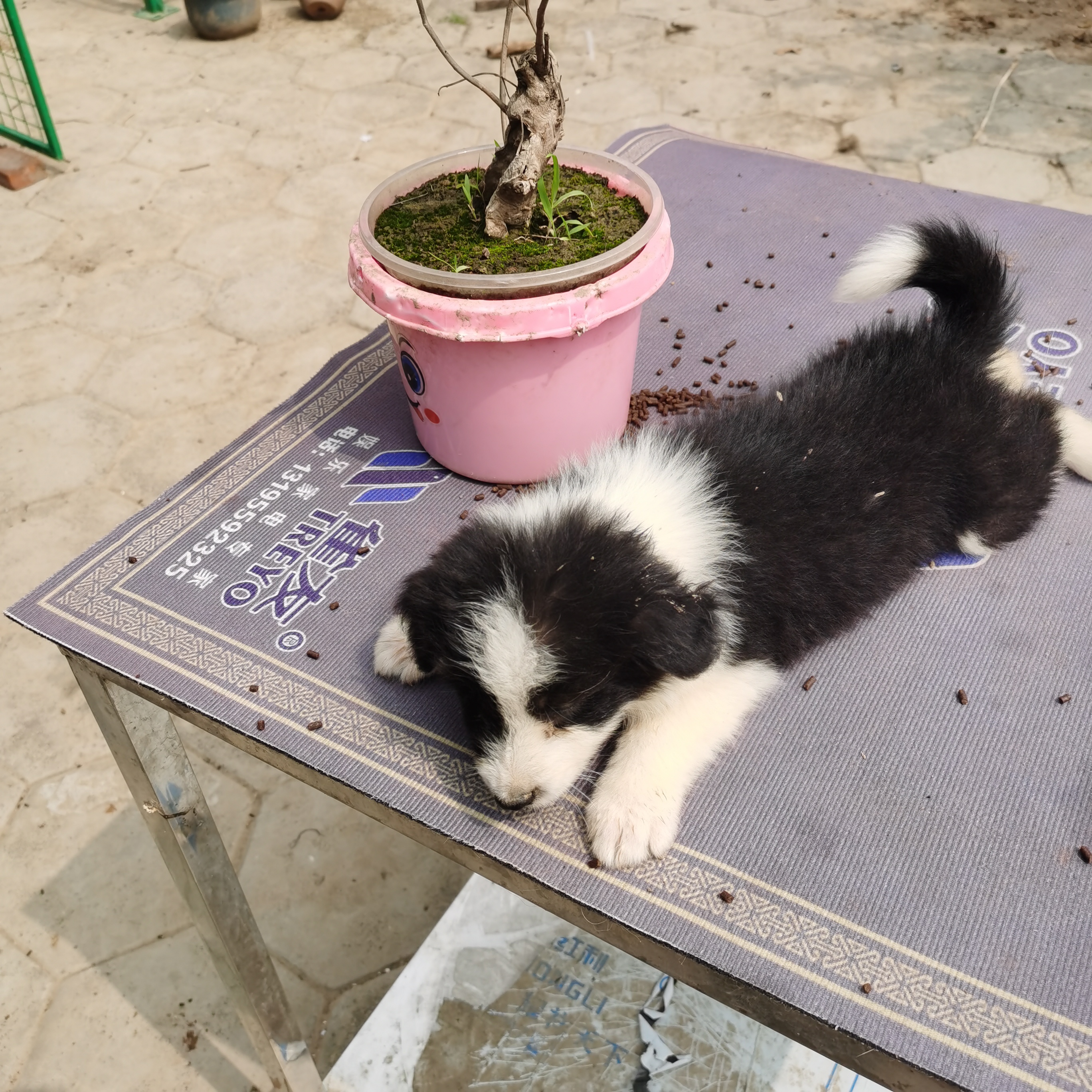 边境牧羊犬